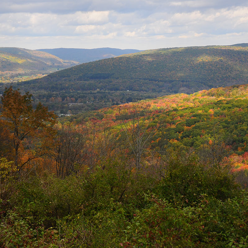 photo over the hills and valleys of Allegany State Park