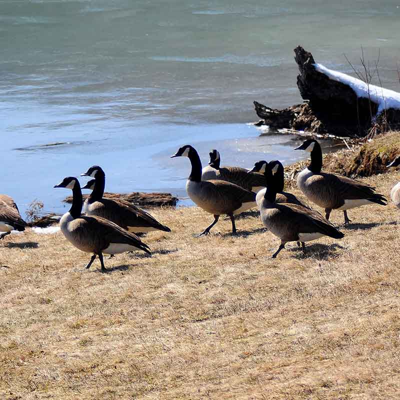 Geese walking around the Quaker Lake.
